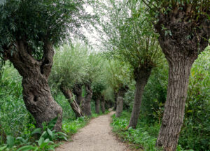 winding path with rows of pollard willow trees, Rhoonse Grienden, Albrantswaard, The Netherlands
